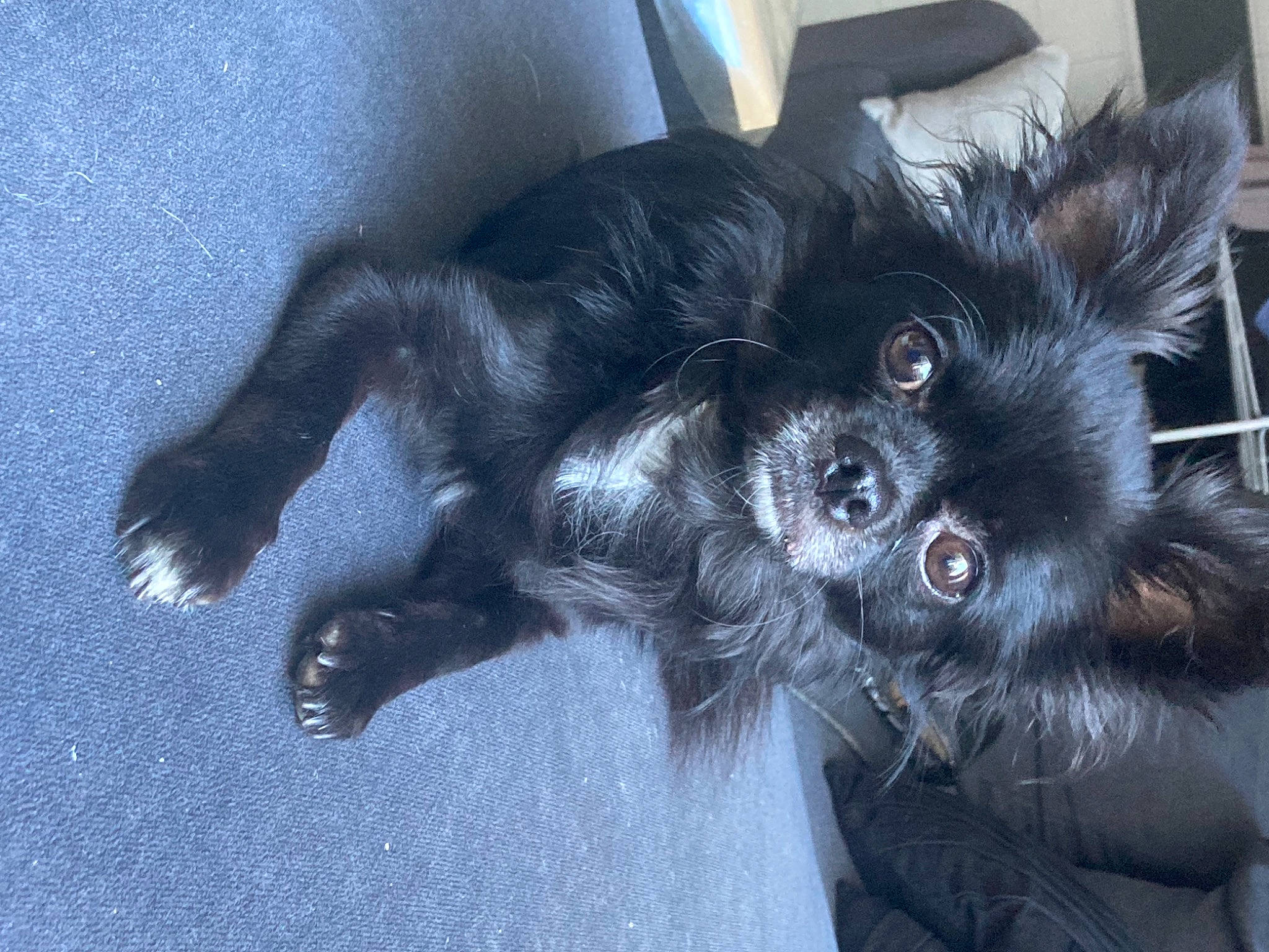 Osky a rejoint le concours — aidez-le/la à gagner de superbes lots ! carnivore, claw, companion_dog, dog, dog_breed, dog_supply, ear, electric_blue, foot, fur, paw, snout, sporting_group, tail, terrestrial_animal, toy_dog, whiskers, working_animal