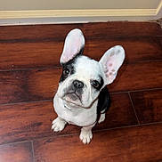 Meeko is registered to the contest to win money with this photo: dog, puppy, french_bulldog, black_and_white, ears, wooden_floor, pet, cute, looking_up, indoor, animal, small_dog, adorable, companion, canine, young, sitting, fur, whiskers, collar