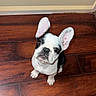 dog, puppy, french_bulldog, black_and_white, ears, wooden_floor, pet, cute, looking_up, indoor, animal, small_dog, adorable, companion, canine, young, sitting, fur, whiskers, collar