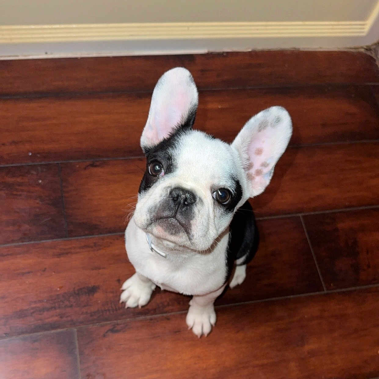 Meeko