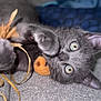 Cachou a rejoint le concours — aidez-le/la à gagner de superbes lots ! kitten, gray_cat, toy, ribbon, couch, indoor, pet, playful, fur, cute, whiskers, paw, closeup, animal, domestic_cat, feline, eyes, relaxing, soft, curious