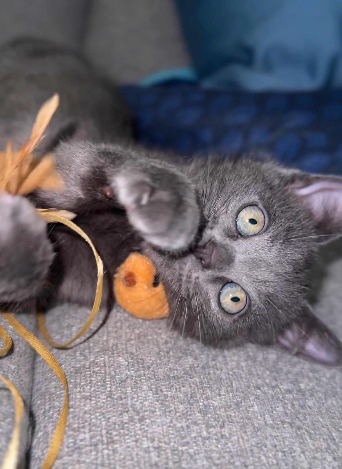 Cachou a rejoint le concours — aidez-le/la à gagner de superbes lots ! kitten, gray_cat, toy, ribbon, couch, indoor, pet, playful, fur, cute, whiskers, paw, closeup, animal, domestic_cat, feline, eyes, relaxing, soft, curious