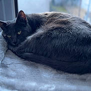 Cachou participe au concours pour gagner de l'argent avec cette photo : cat, grey_cat, feline, pet, curled_up, resting, nap, window, indoor, cozy, bed, plush_bed, fur, whiskers, ears, yellow_eyes, close_up, portrait, domestic_animal, soft_texture