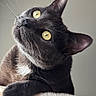 cat, gray_cat, yellow_eyes, whiskers, paw, furry, pet, domestic_animal, curious, portrait, close_up, indoor, soft_texture, resting, animal_face, feline, cute, alert, looking_up, fluffy