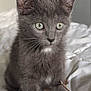 Cachou participe au concours pour gagner de l'argent avec cette photo : kitten, gray_cat, pet, animal, whiskers, soft, blanket, indoor, cute, curious, feline, young, small, eyes, fur, domestic_cat, closeup, mammal, resting, playful