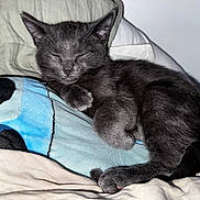 Cachou participe au concours pour gagner de l'argent avec cette photo : cat, kitten, sleeping, gray, fur, animal, pet, cozy, blanket, soft, indoor, resting, cute, feline, paw, tail, comfort, cute_animal, closeup, domestic_animal