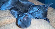 Cachou a rejoint le concours — aidez-le/la à gagner de superbes lots ! animal, cat, close_up, comfort, cozy, cute, domestic, ears, feline, fluffy_blanket, gray_fur, indoor, nose, paw, pet, relaxation, resting, sleeping, soft_texture, whiskers