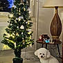 Roméo participe au concours pour gagner de l'argent avec cette photo : dog, christmas_tree, decoration, lights, lamp, table, floor, window, indoor, holiday, festive, santa_figurine, noel_sign, potted_plant, white_dog, tile_floor, small_tree, ornaments, cozy, room