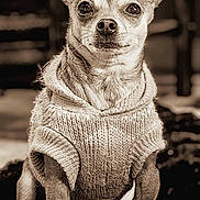 Coco joined the competition — help win amazing prizes! animal, chihuahua, cozy, cute, dog, ears, eyes, face, fur, furry, indoor, knitted_sweater, pet, portrait, sepia, sitting, small_dog, vintage, warm, whiskers
