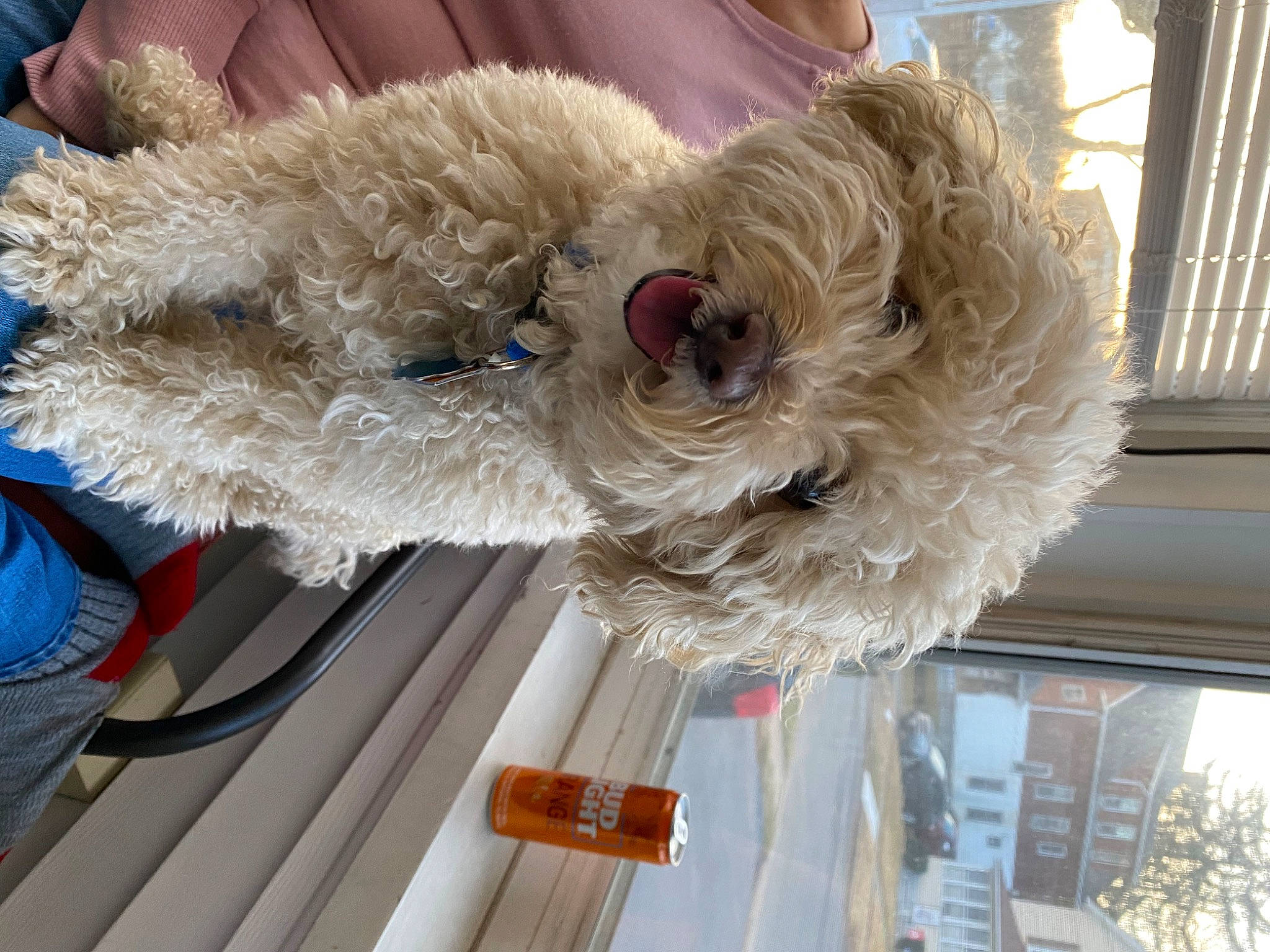 Milo joined the competition — help win amazing prizes! canidae, carnivore, collar, companion_dog, dog, dog_breed, dog_collar, eyewear, fawn, fur, poodle, small_terrier, snout, sporting_group, sunglasses, terrier, toy_dog, whiskers, wood, working_animal