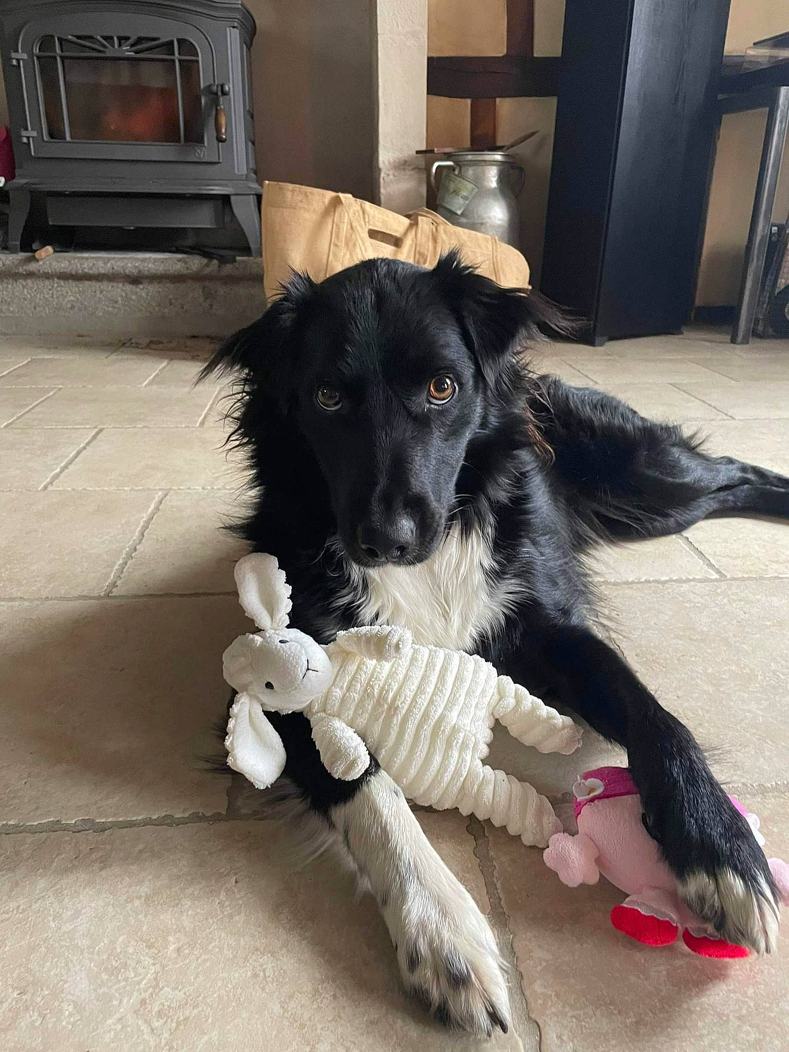 Lexa a rejoint le concours — aidez-le/la à gagner de superbes lots ! canidae, carnivore, companion_dog, dog, dog_breed, dog_collar, flooring, fur, gas, hearth, home_appliance, kitchen_appliance, snout, sporting_group, stove, tail, television_set, wood_burning_stove, working_animal, working_dog