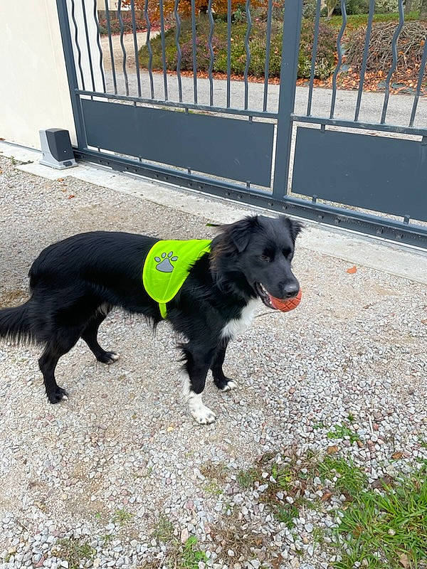 Lexa participe au concours pour gagner de l'argent avec cette photo : canidae, carnivore, collar, companion_dog, dog, dog_breed, dog_collar, dog_supply, fence, grass, home_fencing, leash, pet_supply, plant, snout, sporting_group, tail, terrestrial_animal, working_animal, working_dog