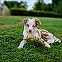 Assia participe au concours pour gagner de l'argent avec cette photo : puppy, dog, grass, flowers, outdoor, nature, pet, animal, greenery, young_dog, blue_eyes, relaxed, lying_down, fur, speckled, summer, field, cute, canine, garden