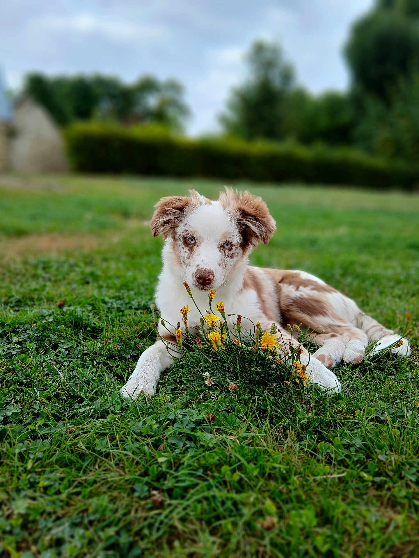Assia participe au concours pour gagner de l'argent avec cette photo : puppy, dog, grass, flowers, outdoor, nature, pet, animal, greenery, young_dog, blue_eyes, relaxed, lying_down, fur, speckled, summer, field, cute, canine, garden