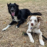 Assia a rejoint le concours — aidez-le/la à gagner de superbes lots ! dog, dogs, black_dog, white_dog, brown_spotted_dog, grass, dry_grass, park, outdoor, pets, animals, canine, collar, leash, lying_down, looking_at_camera, ears, tongue, nature, trees