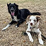 animals, black_dog, brown_spotted_dog, canine, collar, dog, dogs, dry_grass, ears, grass, leash, looking_at_camera, lying_down, nature, outdoor, park, pets, tongue, trees, white_dog