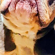 Blu joined the competition — help win amazing prizes! dog, bulldog, close_up, pet, animal, face, wrinkles, teeth, expression, cute, indoor, brown, white, fur, portrait, looking_up, muzzle, ears, legs, canine