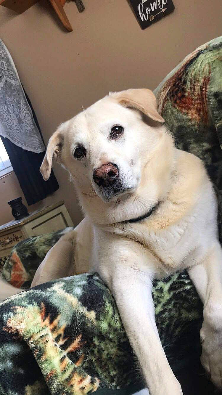 Bub joined the competition — help win amazing prizes! canidae, carnivore, dog, dog_breed, fawn, labrador_retriever, mammal, puppy, puppy_love, retriever, snout, sporting_group, street_dog, vertebrate