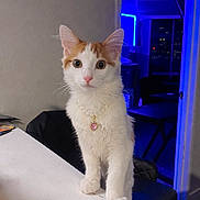 Mochi joined the competition — help win amazing prizes! blue_light, cat, chair, city_lights, countertop, curious, doorway, heart_pendant, indoor, jewelry, kitten, neon_light, orange_tabby, pearl_necklace, pet, portrait, tabby, table, white_cat, window