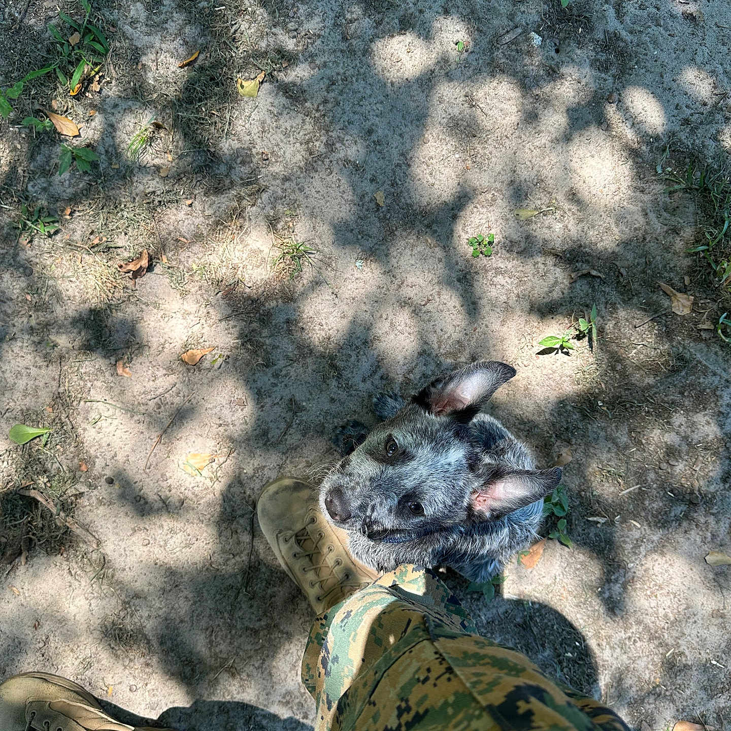 Reaper joined the competition — help win amazing prizes! animal, army, canine, clothing, dog, footwear, grass, military, militaryuniform, pants, person, pet, pig, plant, puppy, shoe, sneaker, soil, soldier, vegetation