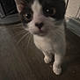 Cora is registered to the contest to win money with this photo: cat, kitten, black_and_white, indoor, floor, curious, close_up, pet, animal, whiskers, young, feline, domestic, flooring, wood, small, cute, walking, looking, ears