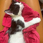 Cora is registered to the contest to win money with this photo: kitten, cat, sleeping, lap, red_cloth, fur, black_and_white, pet, animal, cozy, relaxing, close_up, legs, skin, soft, cute, resting, indoor, domestic, comfort