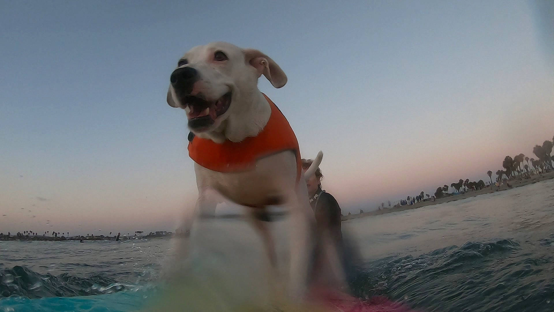 Cooper joined the competition — help win amazing prizes! ball, carnivore, cloud, collar, companion_dog, dog, dog_breed, dog_collar, fawn, fun, happy, leisure, ocean, seabird, sky, snout, water, wind, wind_wave, working_animal