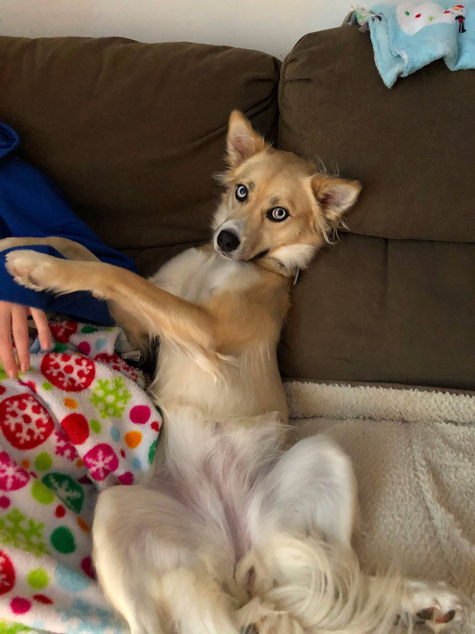 Everest joined the competition — help win amazing prizes! bed, canidae, carnivore, carolina_dog, companion_dog, dog, dog_breed, fawn, longhaired_whippet, mammal, norwegian_lundehund, puppy, rare_breed_dog, vertebrate, working_dog