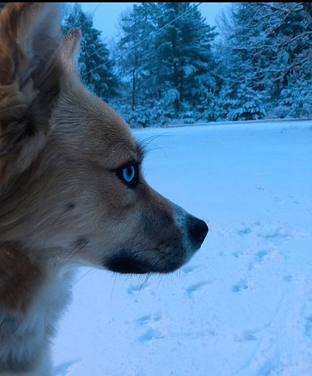 Everest is registered to the contest to win money with this photo: canadian_eskimo_dog, canidae, carnivore, dog, dog_breed, greenland_dog, icelandic_sheepdog, mammal, norwegian_buhund, norwegian_lundehund, snout, snow, spitz, tamaskan_dog, vertebrate, winter, wolfdog