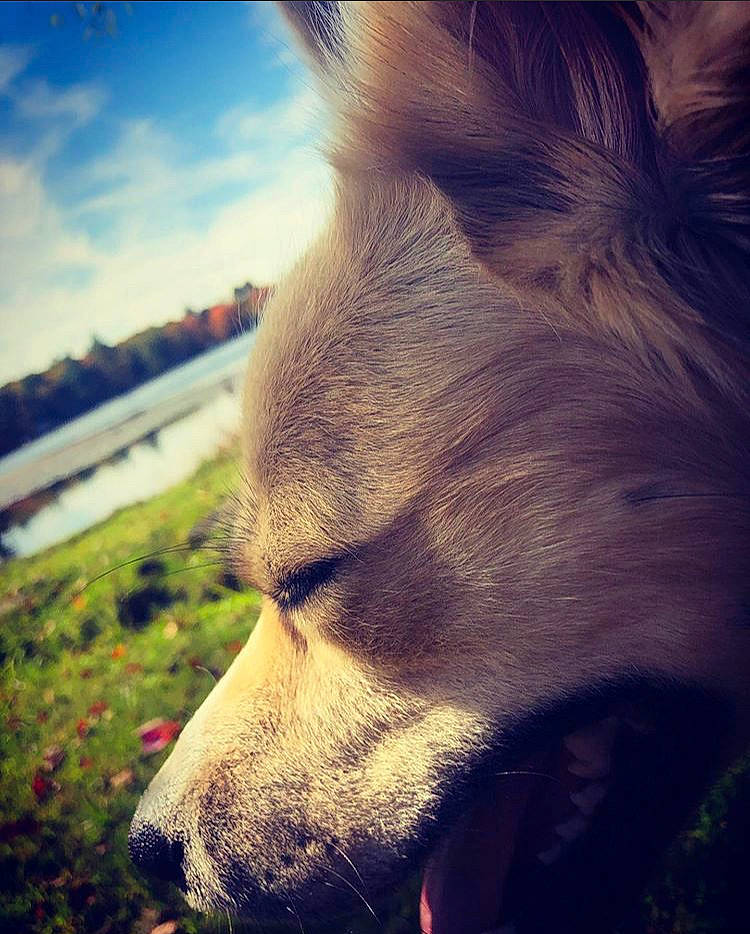 Everest joined the competition — help win amazing prizes! beauty, canidae, carnivore, close_up, cloud, companion_dog, dog, dog_breed, ear, eye, fur, head, love, meteorological_phenomenon, mountain, nose, puppy, sky, snout, wilderness