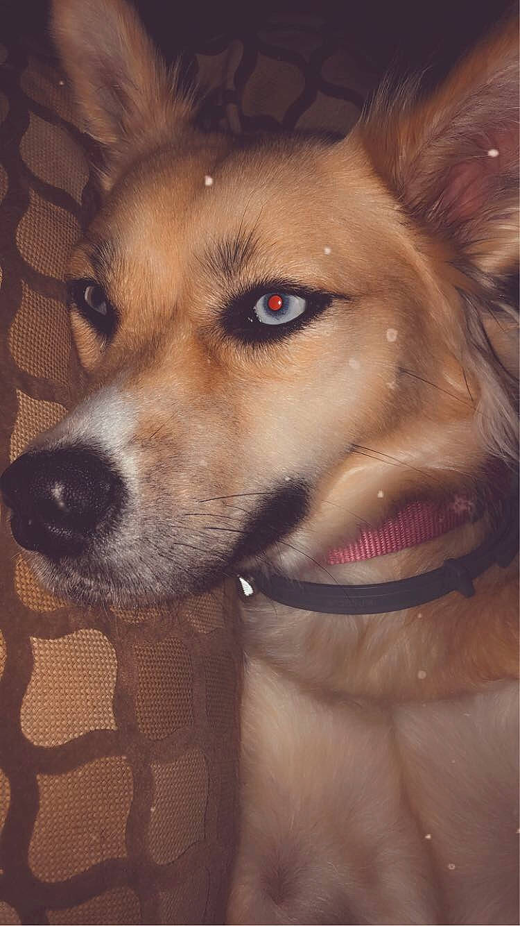 Everest joined the competition — help win amazing prizes! ancient_dog_breeds, canadian_eskimo_dog, canidae, carnivore, dog, dog_breed, eye, fawn, greenland_dog, laika, mammal, nose, organ, rare_breed_dog, siberian_husky, snout, whiskers