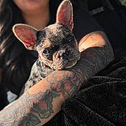 Dolly is registered to the contest to win money with this photo: dog, french_bulldog, puppy, pet, animal, portrait, close_up, wrinkled_face, large_ears, blue_eyes, collar, tattooed_arm, person, black_clothing, blanket, indoor, cuddling, looking_at_camera, dramatic_lighting, photography
