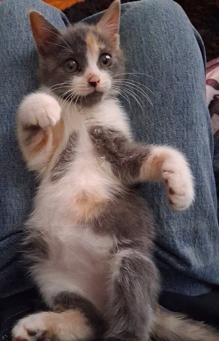 animal, cat, cozy, curious, cute, denim, domestic, feline, fur, indoor, kitten, lap, multi_colored, paws, pet, resting, small, soft, whiskers, young