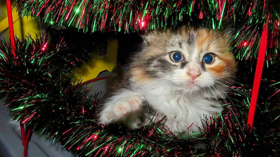 Fuzzy is registered to the contest to win money with this photo: art, carnivore, cat, christmas, christmas_decoration, christmas_ornament, christmas_tree, conifer, event, evergreen, fawn, felidae, fur, grass, holiday, holiday_ornament, ornament, plant, small_to_medium_sized_cats, whiskers