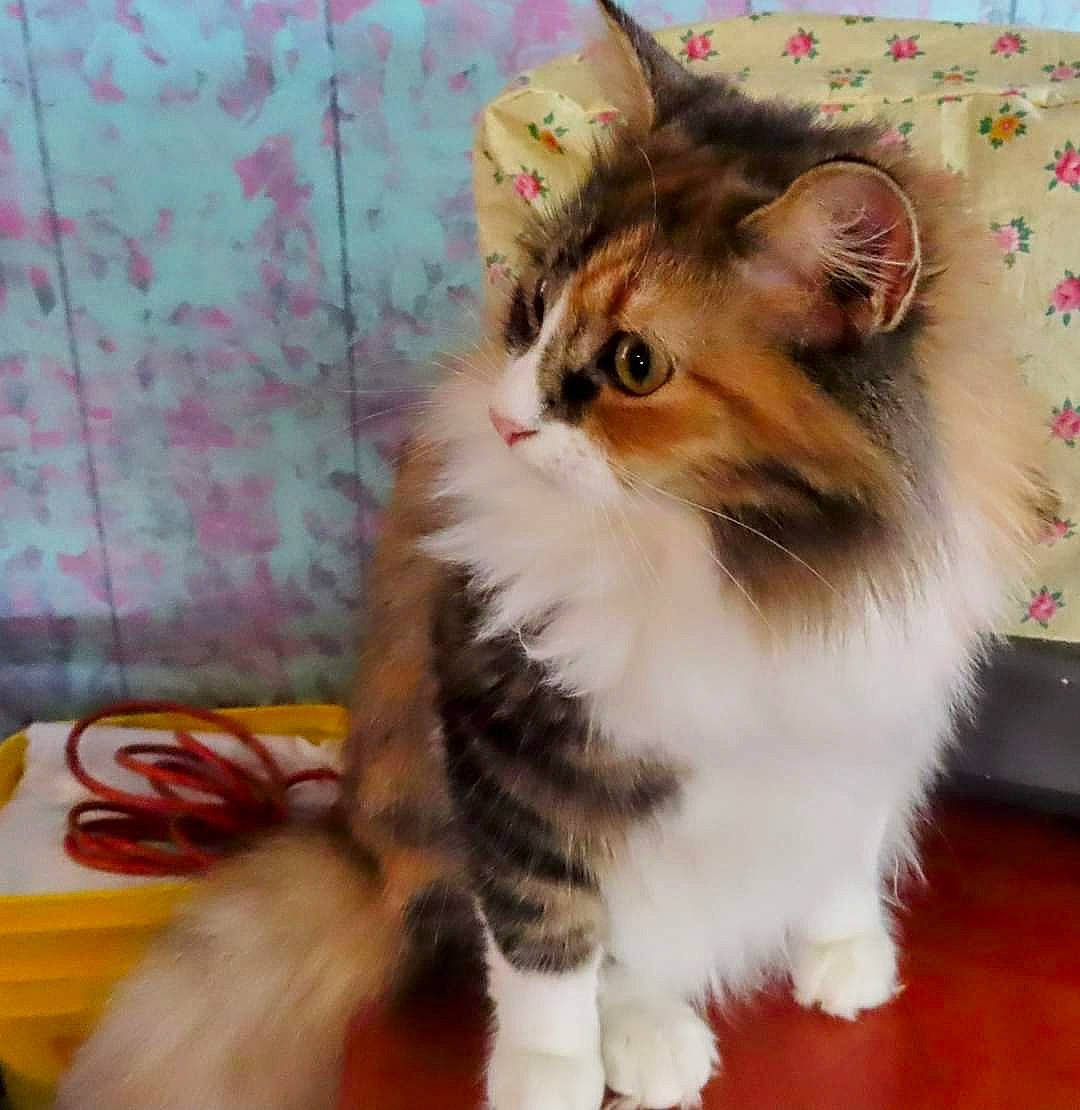 Fuzzy is registered to the contest to win money with this photo: carnivore, cat, claw, companion_dog, domestic_short_haired_cat, fawn, felidae, fur, iris, paw, plant, small_to_medium_sized_cats, snout, tail, whiskers