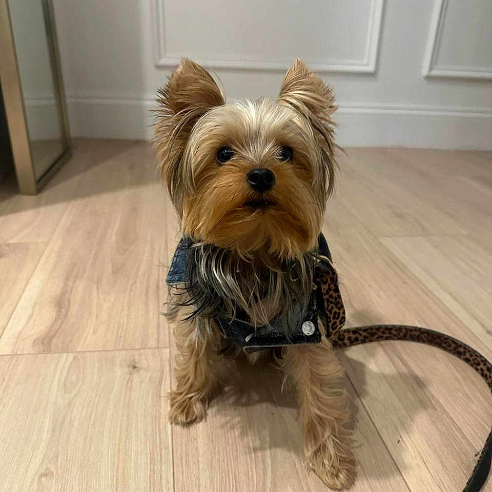 Gia is registered to the contest to win money with this photo: accessories, animal, canine, dog, dogbed, hardwood, indoors, interiordesign, leash, person, pet, puppy, stainedwood, strap, terrier, text, walkingdog, wood