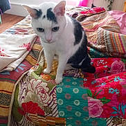 Odéon participe au concours pour gagner de l'argent avec cette photo : cat, bed, blanket, quilt, indoor, window, curtains, colorful, furniture, pet, animal, floor, wood, pattern, floral, striped, cozy, resting, domestic, home