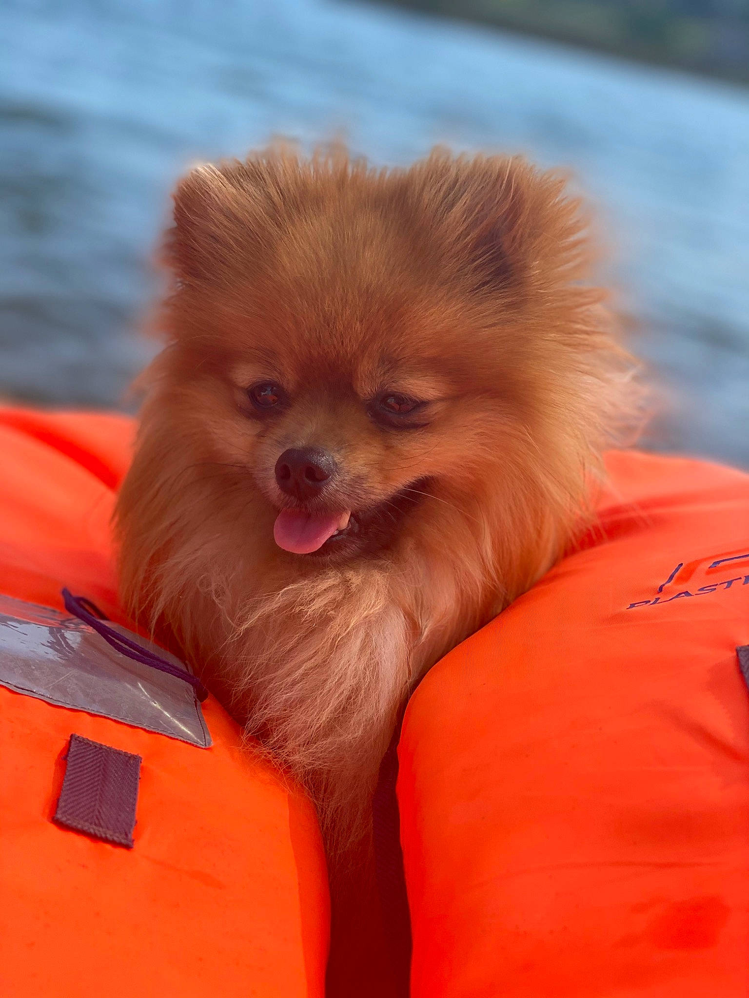 Puff a rejoint le concours — aidez-le/la à gagner de superbes lots ! canidae, carnivore, companion_dog, dog, dog_breed, dog_supply, fawn, fur, german_spitz, german_spitz_klein, liver, orange, primate, snout, spitz, sporting_group, terrestrial_animal, toy_dog, volpino_italiano, working_animal