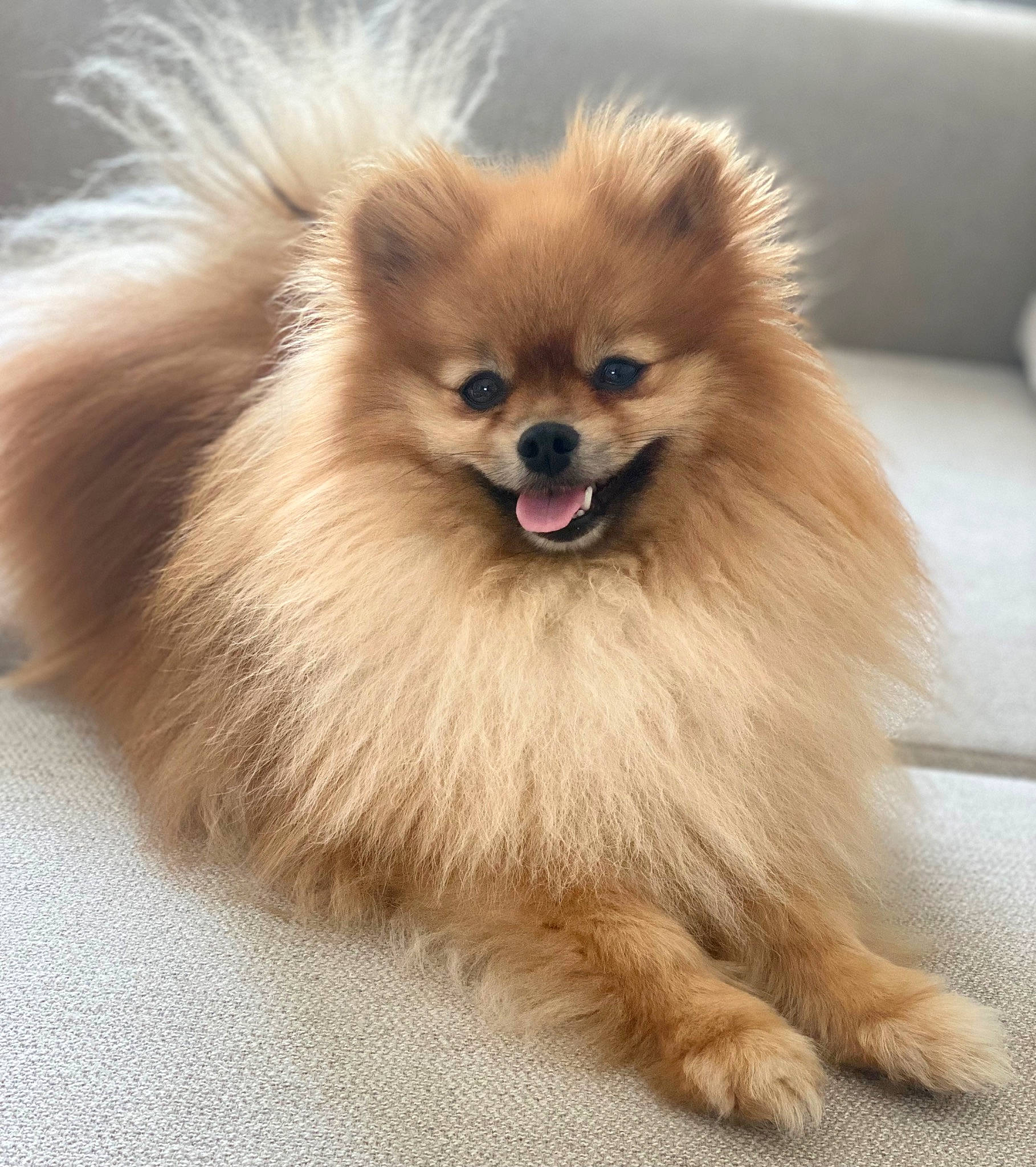 Puff participe au concours pour gagner de l'argent avec cette photo : canidae, carnivore, companion_dog, couch, dog, dog_breed, fawn, fur, german_spitz, german_spitz_klein, head, iris, liver, smile, snout, spitz, sporting_group, toy_dog, whiskers, working_animal