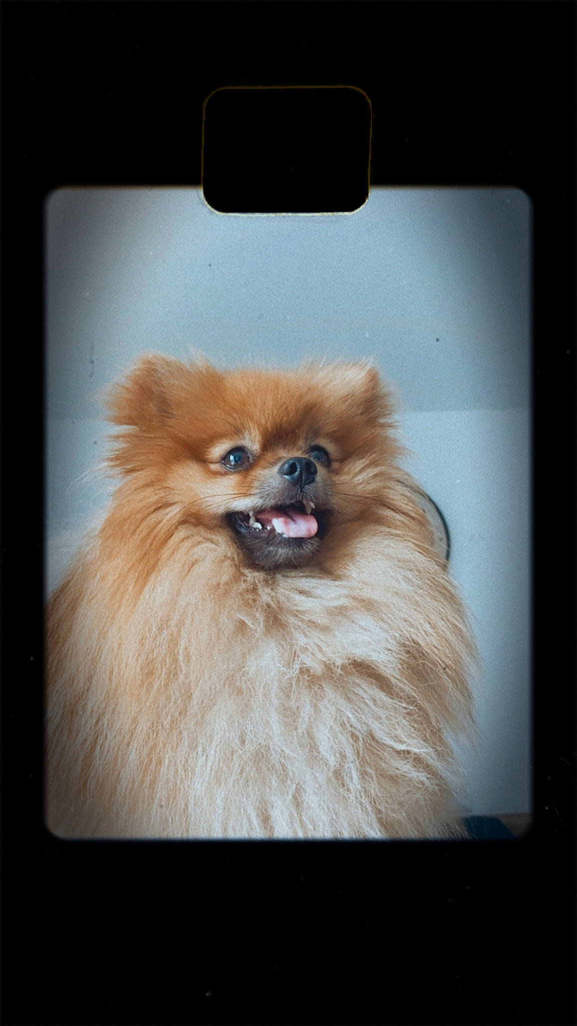 Puff a rejoint le concours — aidez-le/la à gagner de superbes lots ! canidae, carnivore, companion_dog, dog, dog_breed, eye, fawn, fur, german_spitz, german_spitz_klein, german_spitz_mittel, iris, liver, snout, spitz, toy_dog, volpino_italiano, whiskers, windscreen_wiper, working_animal