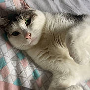 Pluto participe au concours pour gagner de l'argent avec cette photo : cat, animal, pet, feline, white, gray, bed, blanket, pattern, indoor, cute, lying_down, fur, whiskers, ears, eyes, relaxed, cozy, resting, sleepy