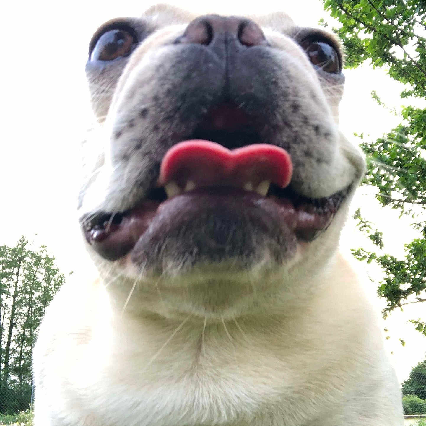 Voyou participe au concours pour gagner de l'argent avec cette photo : animal, bear, bodypart, boxer, bulldog, canine, dog, frenchbulldog, grass, mouth, person, pet, pitbull, plant, pug, puppy, tongue, tree, vegetation, whitedog