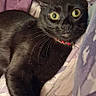Layla Jayne is registered to the contest to win money with this photo: cat, black_cat, pet, animal, feline, whiskers, green_eyes, wide_eyed, red_collar, bed, bedding, blanket, pillow, bedroom, indoors, close_up, portrait, lying_down, relaxed, funny_expression