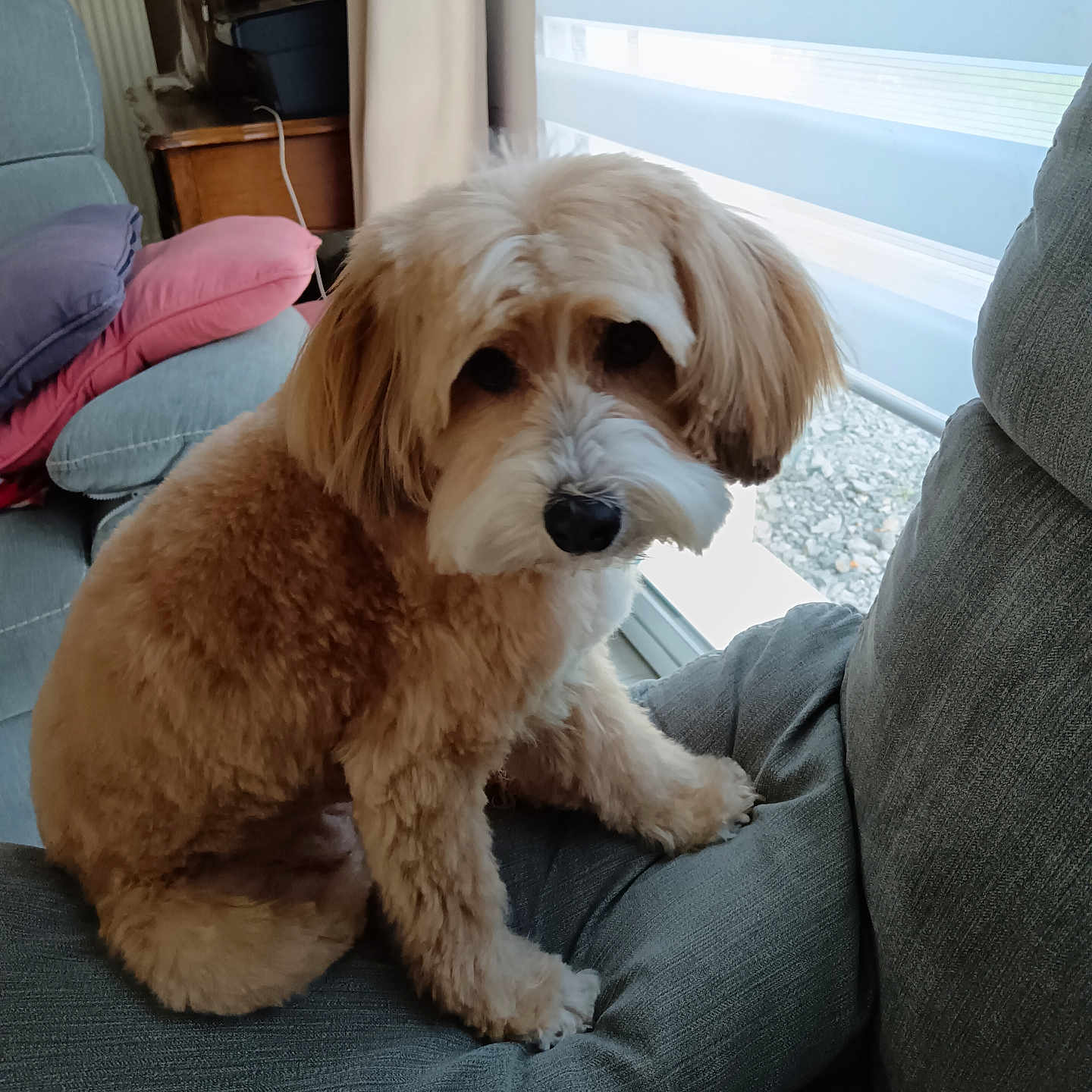 Molly a rejoint le concours — aidez-le/la à gagner de superbes lots ! animal, architecture, armchair, building, canine, chair, cockerspaniel, couch, cushion, dog, furniture, homedecor, indoors, interiordesign, livingroom, pet, poodle, puppy, room, terrier