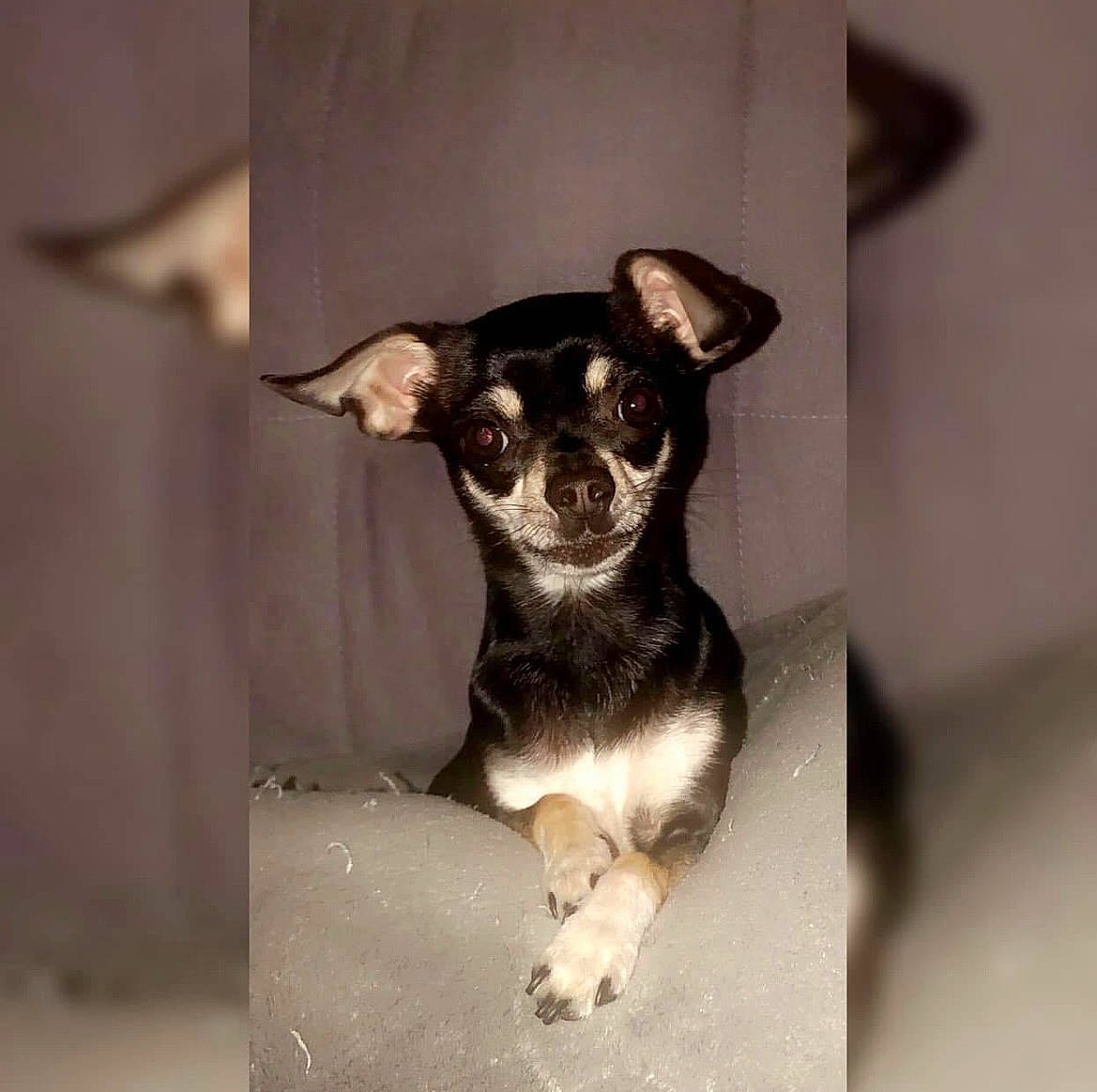 Oria a rejoint le concours — aidez-le/la à gagner de superbes lots ! canidae, carnivore, chihuahua, companion_dog, dog, dog_breed, ear, fawn, fur, non_sporting_group, puppy, small_terrier, sporting_group, terrier, toy, toy_dog, whiskers, working_animal