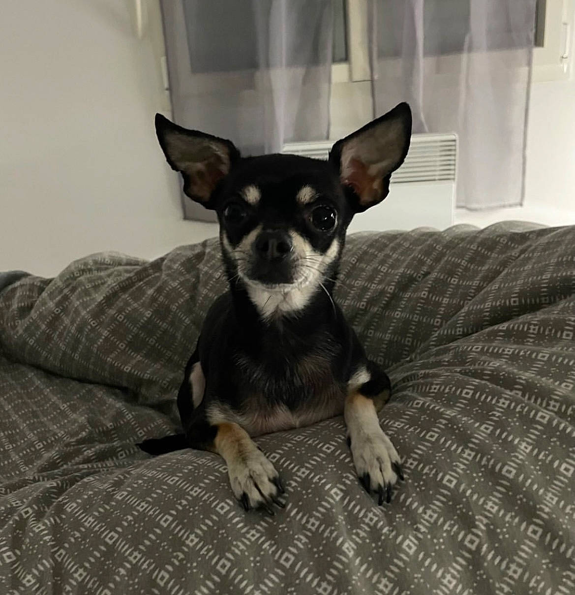 Oria a rejoint le concours — aidez-le/la à gagner de superbes lots ! carnivore, chihuahua, comfort, companion_dog, corgi_chihuahua, dog, dog_breed, dog_supply, ear, fawn, fur, grey, paw, prazsky_krysarik, russkiy_toy, snout, terrestrial_animal, toy_dog, whiskers, working_animal