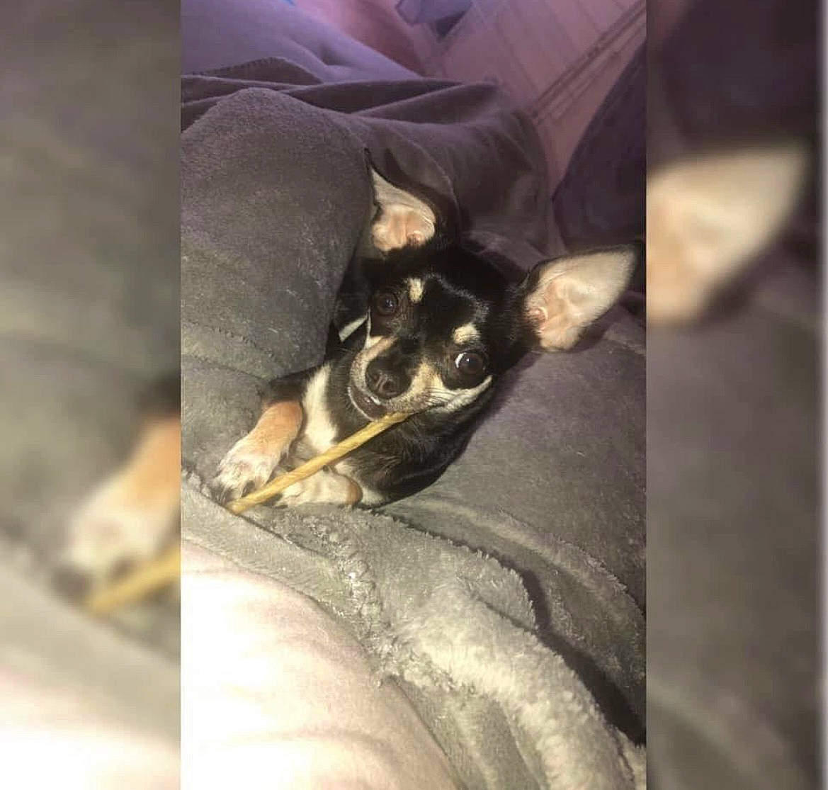 Oria participe au concours pour gagner de l'argent avec cette photo : canidae, carnivore, comfort, companion_dog, dog, dog_breed, fawn, felidae, fur, human_leg, linens, paw, prazsky_krysarik, small_to_medium_sized_cats, sporting_group, square, tints_and_shades, toy_dog, whiskers, wood