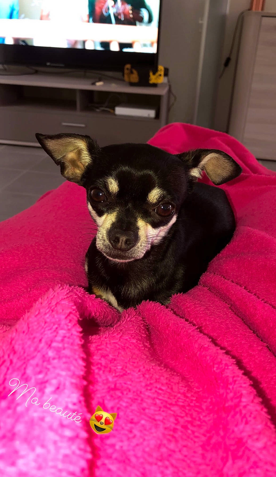 Oria a rejoint le concours — aidez-le/la à gagner de superbes lots ! canidae, carnivore, chihuahua, comfort, companion_dog, dog, dog_breed, ear, fawn, fur, magenta, paw, pink, russkiy_toy, snout, sporting_group, television, toy_dog, whiskers, working_animal