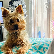 Inka a rejoint le concours — aidez-le/la à gagner de superbes lots ! dog, pet, indoor, blanket, christmas_tree, decorations, curtains, window, furniture, home, cozy, relaxed, fur, animal, small_dog, light, daylight, brown, pattern, cute