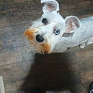 Ellie is registered to the contest to win money with this photo: dog, white_dog, heterochromia, blue_eye, brown_eye, pet, wooden_floor, flooring, indoor, looking_up, beard, fur, ears, canine, curious, animal, paw, footwear, slippers, checkered_pattern